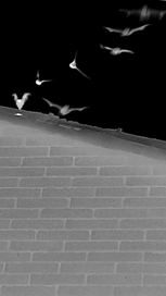 thermal imaging of bats flying from roost in building