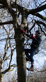tree climbing to inspect for bat roosts