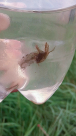 a great crested newt survey finding a newt eft