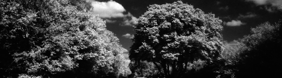 infrared image of trees and woodland