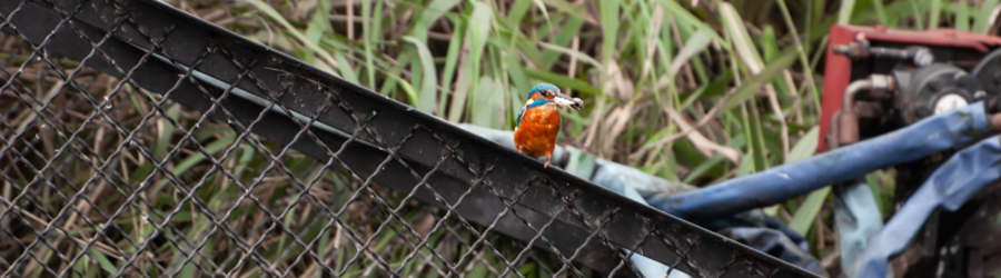 image of a kingfisher